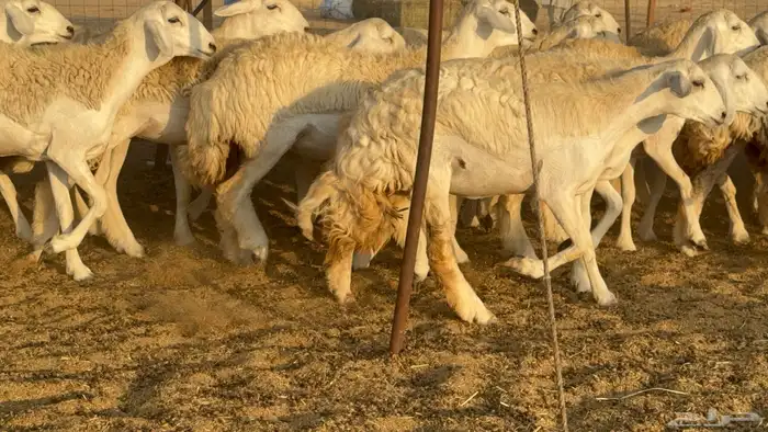 رخال حريات حرش مضاريع صنف عددها 50 18