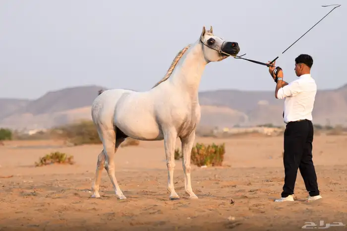 اسطبل خيول جميع م يخص الخيل 8