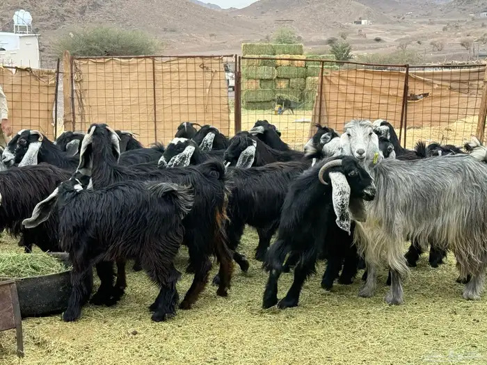 جفار مراح للمربي لا تفوته 10