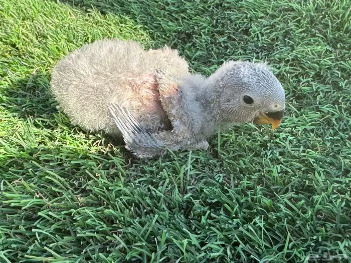 فروخ روز تقبل الغر 1