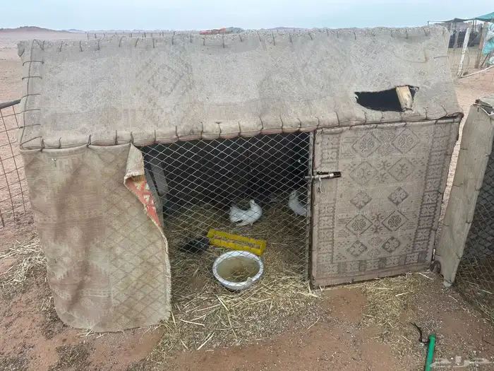 للبيع شبك ثلاثه في اثنين ارتفاع متر به زوجين ودجاجتين بلدي 2