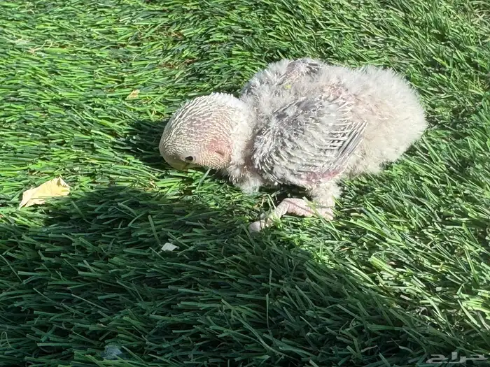 فروخ روز تقبل الغر 10