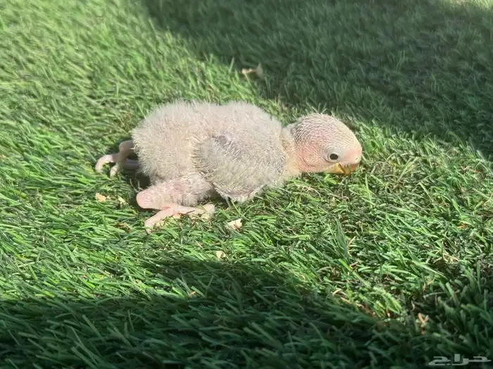 فروخ روز تقبل الغر 11