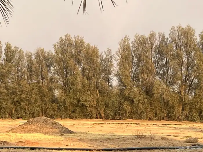 شجر اثل و أعمدة اثل 1