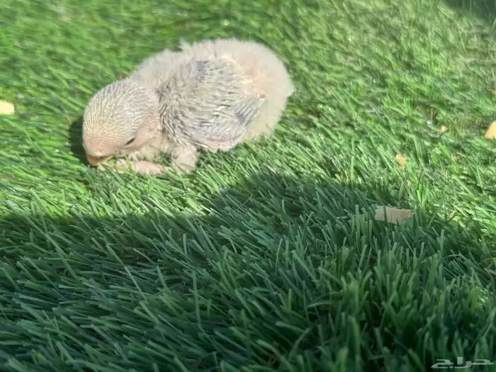 فروخ روز تقبل الغر 7