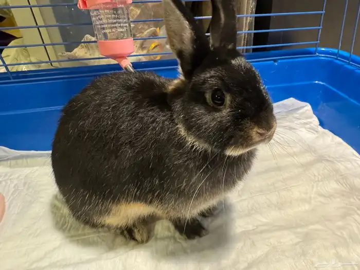 ارنب نذرلاند 3