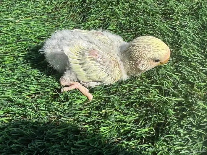 فروخ روز تقبل الغر 5