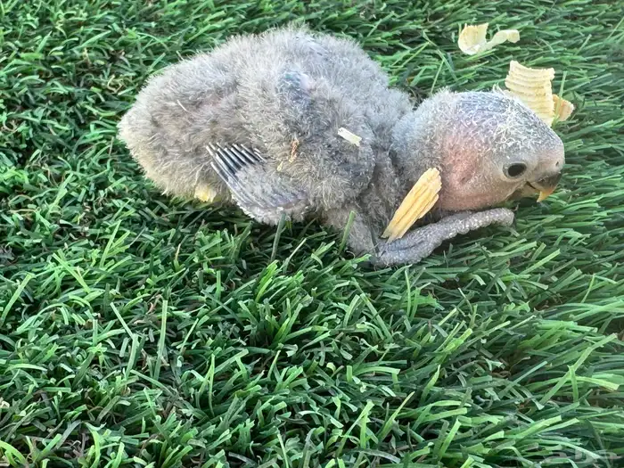 فروخ روز تقبل الغر 2