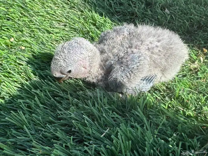 فروخ روز تقبل الغر 12