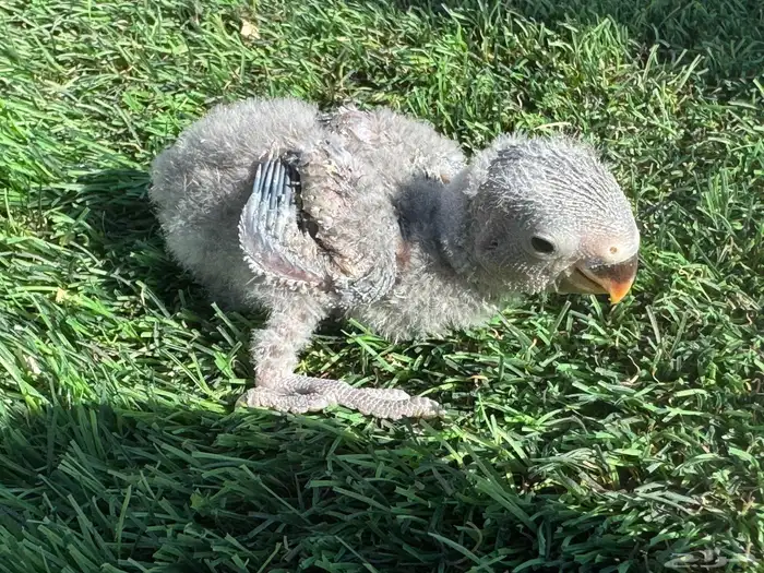 فروخ روز تقبل الغر 3