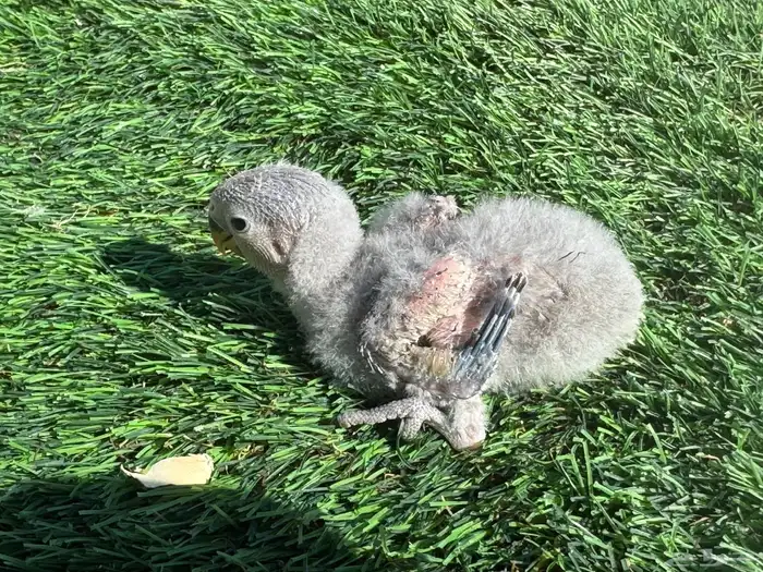 فروخ روز تقبل الغر 6