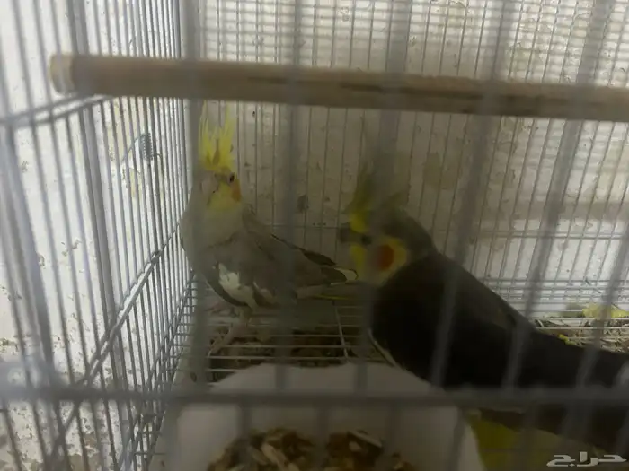 سلام عليكم ذكرين كروان 4