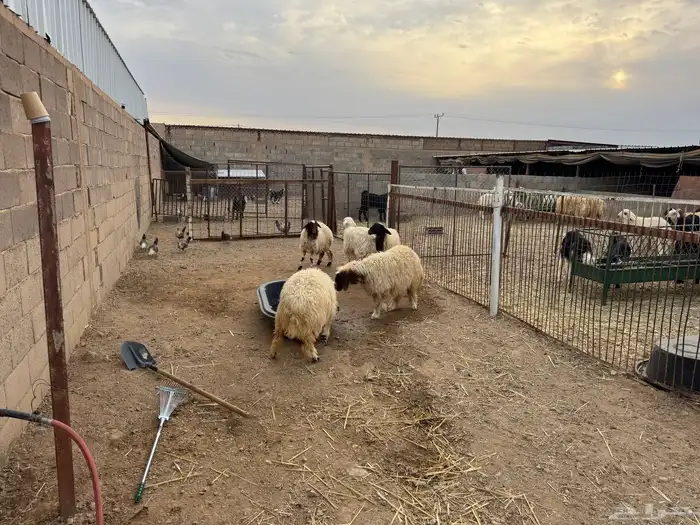 رخال نعيمي طيبه و مغلقه شحم 1