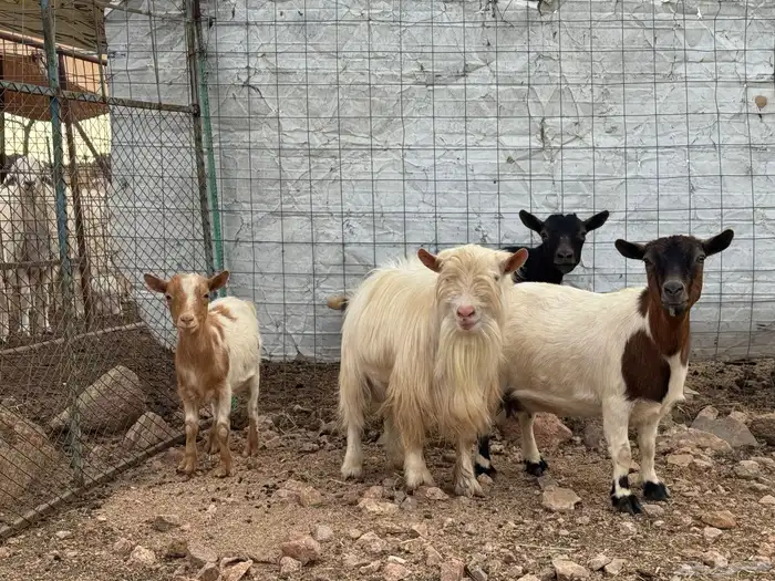 ماعز قزم تشيكي ( تم البيع ) 1