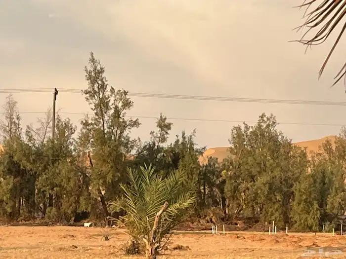 شجر اثل و أعمدة اثل 0