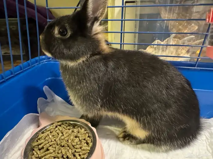 ارنب نذرلاند 2