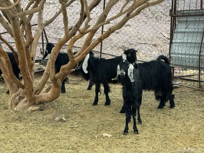 جفار مراح للمربي لا تفوته 2