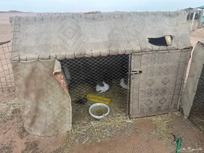 للبيع شبك ثلاثه في اثنين ارتفاع متر به زوجين ودجاجتين بلدي 1