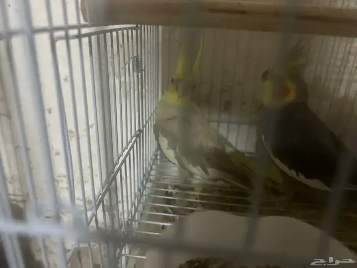 سلام عليكم ذكرين كروان 1