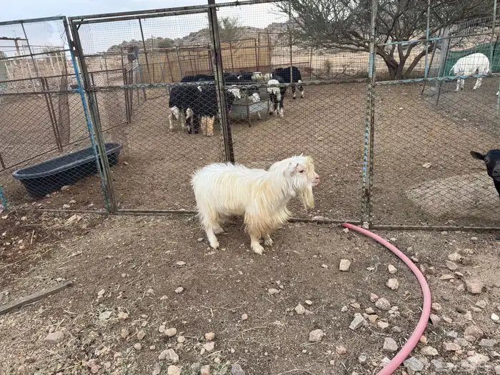 ماعز قزم تشيكي ( تم البيع ) 3