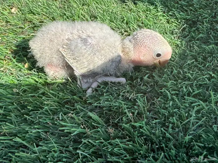 فروخ روز تقبل الغر 0