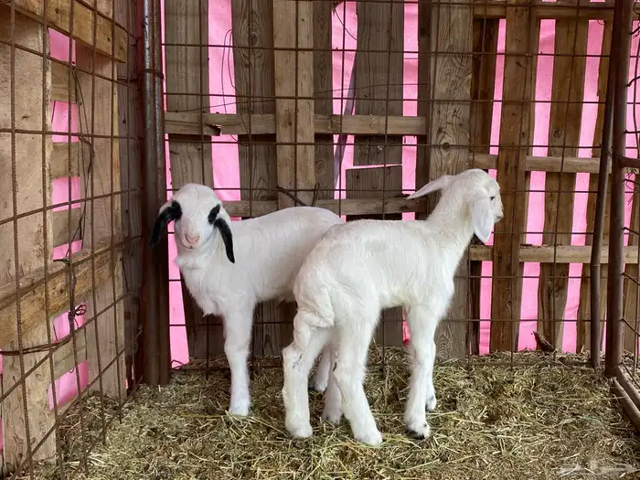 دواغير رخال تربيه يرضعن من اي شاه 5