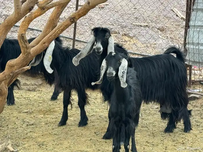 جفار مراح للمربي لا تفوته 3