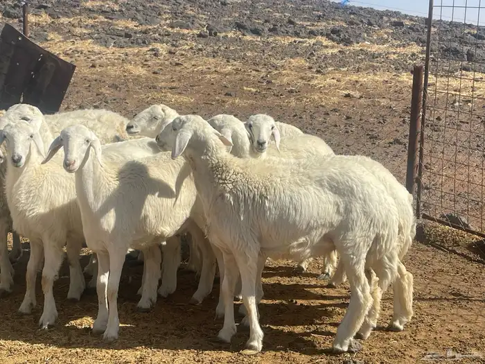 رخال حريات طيبه 2