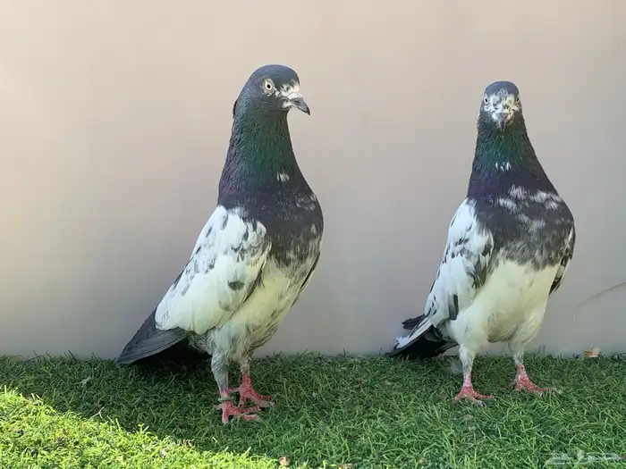 جوز تيدي سلارا 3