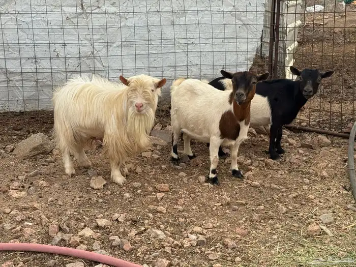 ماعز قزم تشيكي ( تم البيع ) 0