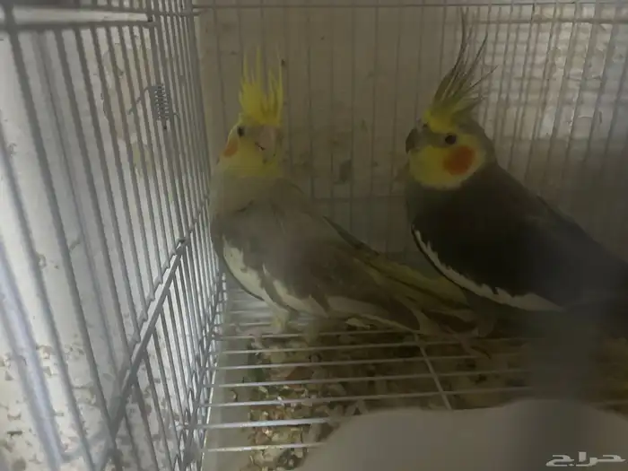 سلام عليكم ذكرين كروان 0