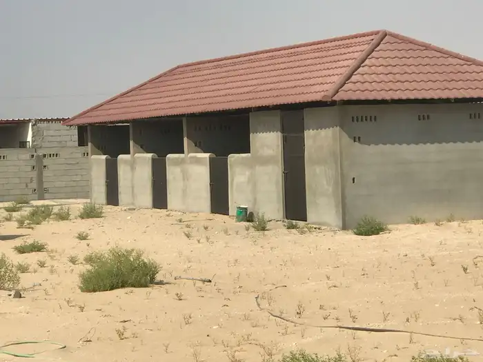 اسطبل في الاحساء للإيجار 3