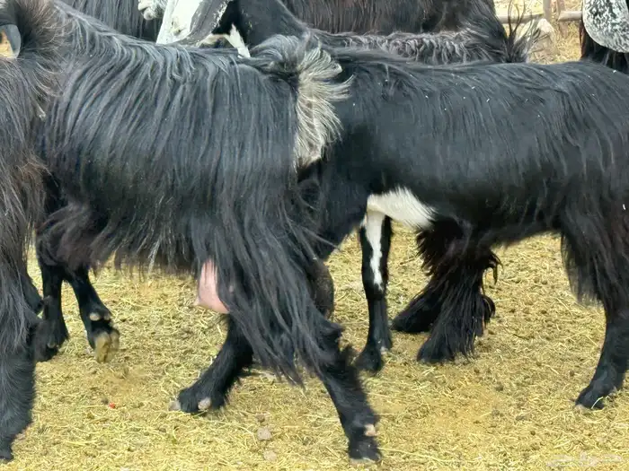 جفار مراح للمربي لا تفوته 4