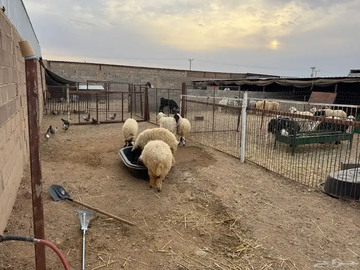 رخال نعيمي طيبه و مغلقه شحم 2