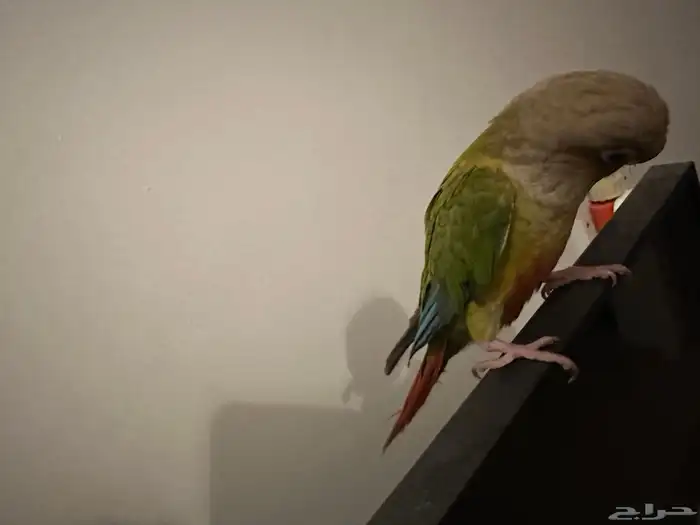 كنيور أليف 2