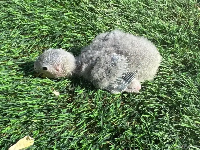 فروخ روز تقبل الغر 9