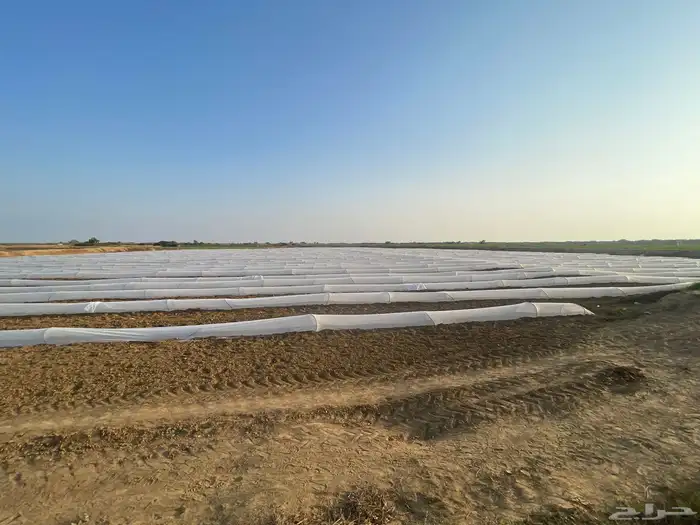 حبحب للبيع 0