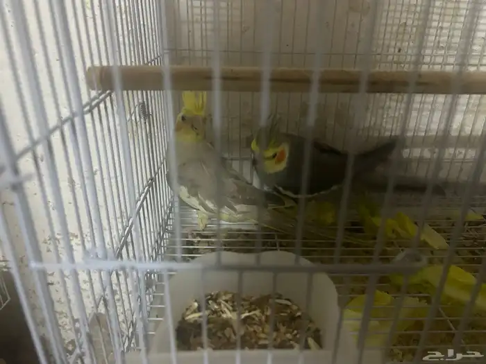 سلام عليكم ذكرين كروان 3