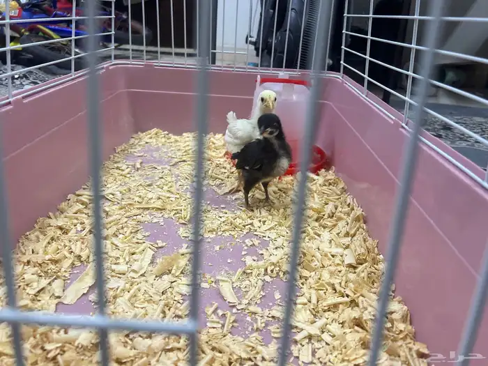 قفص كتاكتيت جديد   2 كتاكيت بصحة جيدة  طبق للشرب مخصص لهم 1