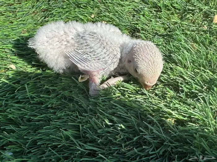 فروخ روز تقبل الغر 4