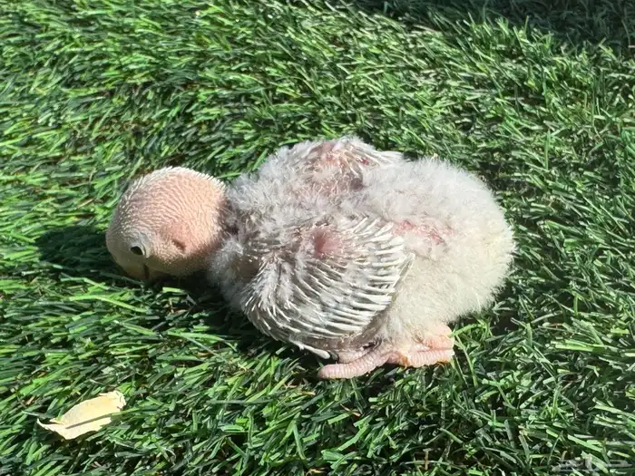 فروخ روز تقبل الغر 8