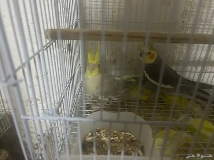 سلام عليكم ذكرين كروان 2