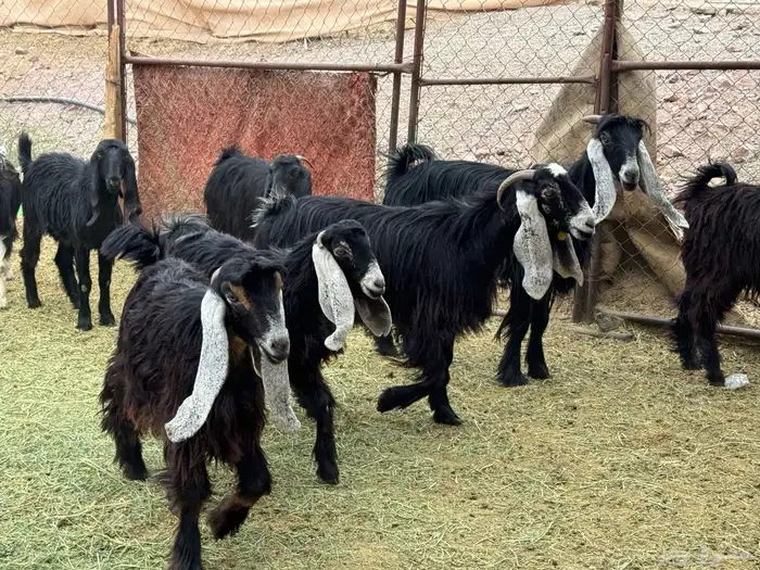 جفار مراح للمربي لا تفوته 7