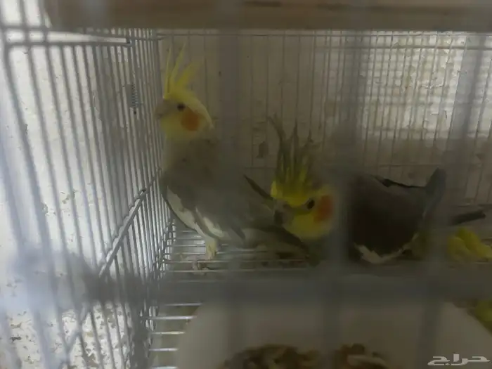 سلام عليكم ذكرين كروان 5