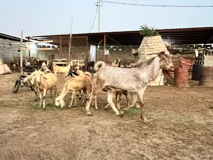 جفرات ومشروع فحل للبيع 5