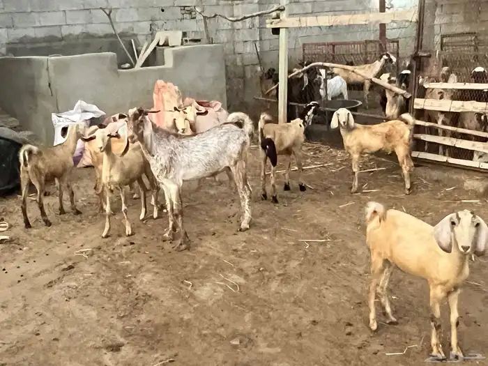 جفرات ومشروع فحل للبيع 10