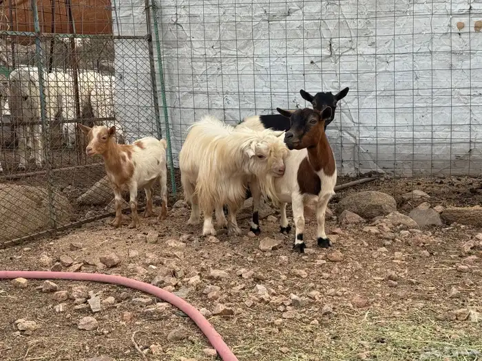 ماعز قزم تشيكي ( تم البيع ) 2