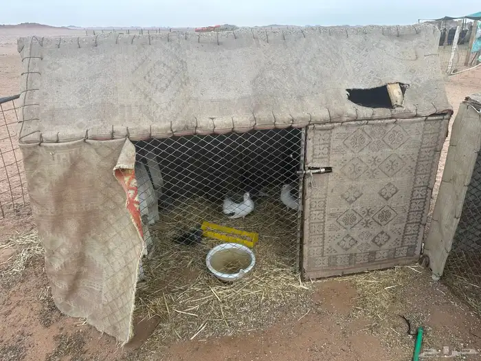 للبيع شبك ثلاثه في اثنين ارتفاع متر به زوجين ودجاجتين بلدي 0