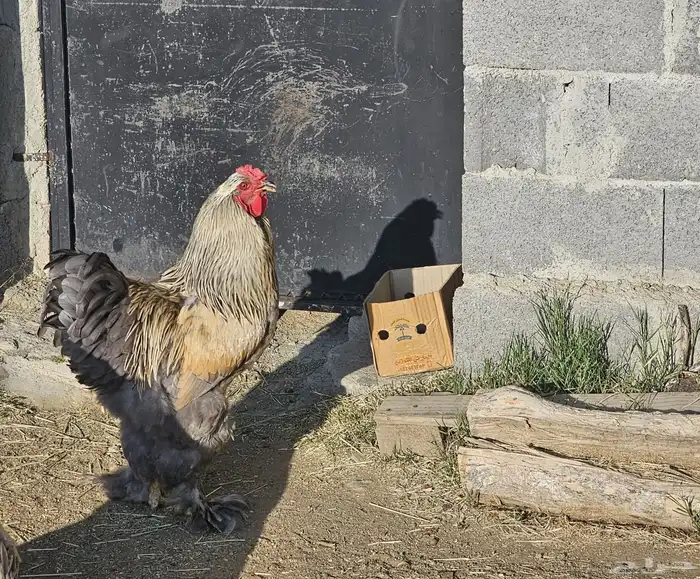 دجاج براهما 0