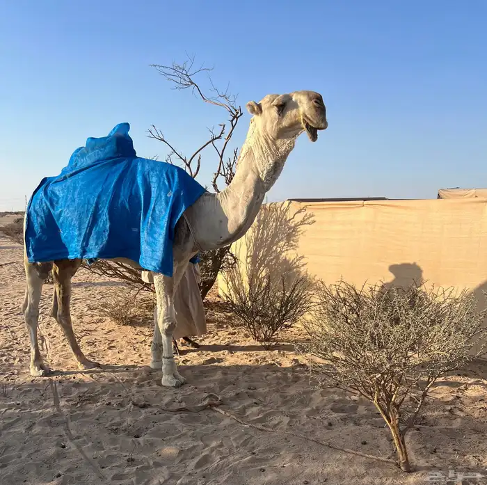 بعير رماني منتج 2